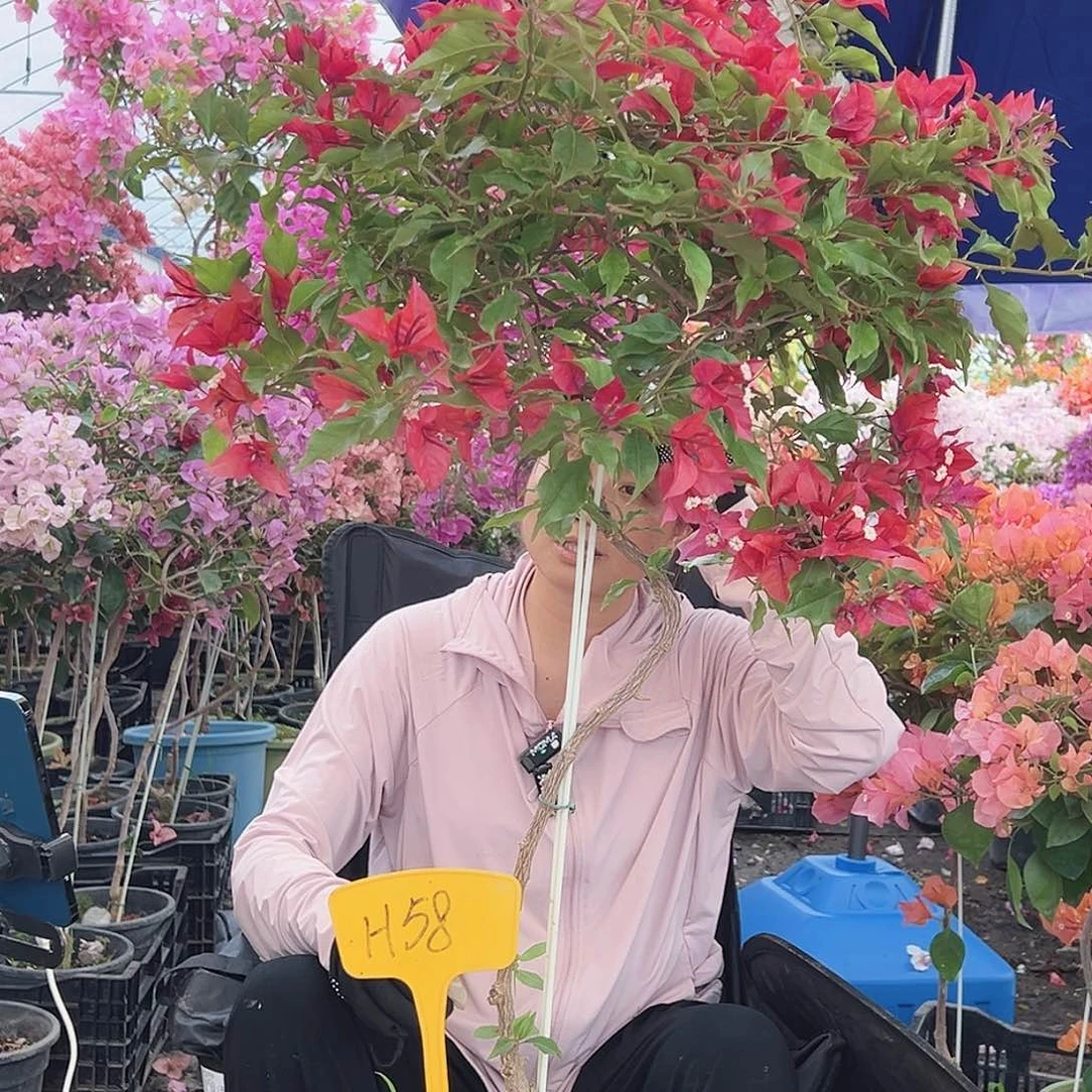 两****大部分花苞少量开放H58酒红桑巴