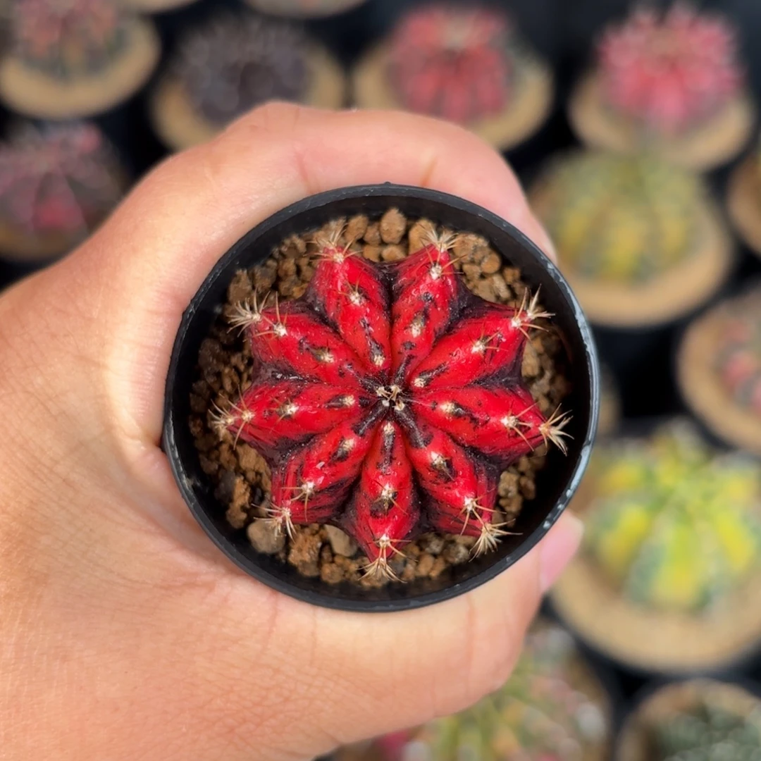 泰系米哈实生仙人球500