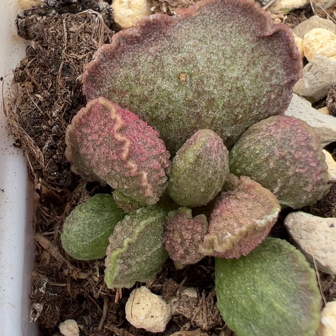 实生新品多肉植物水泡