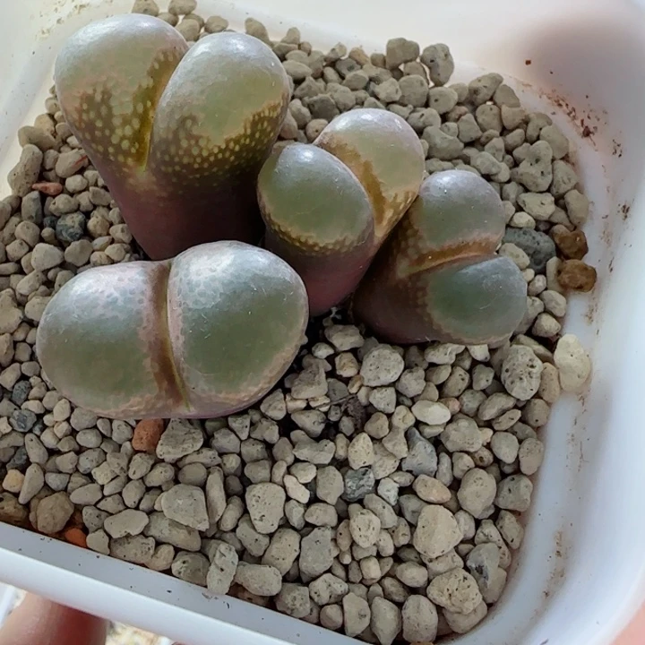 国庆快乐多肉特惠50号