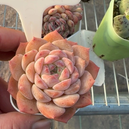 96唐粉多肉一物一拍