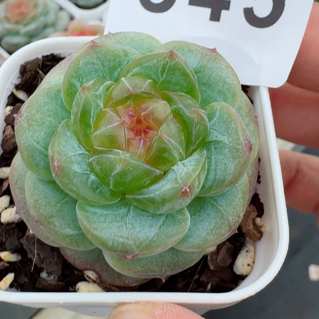 明兰珍妮            精美多肉植物