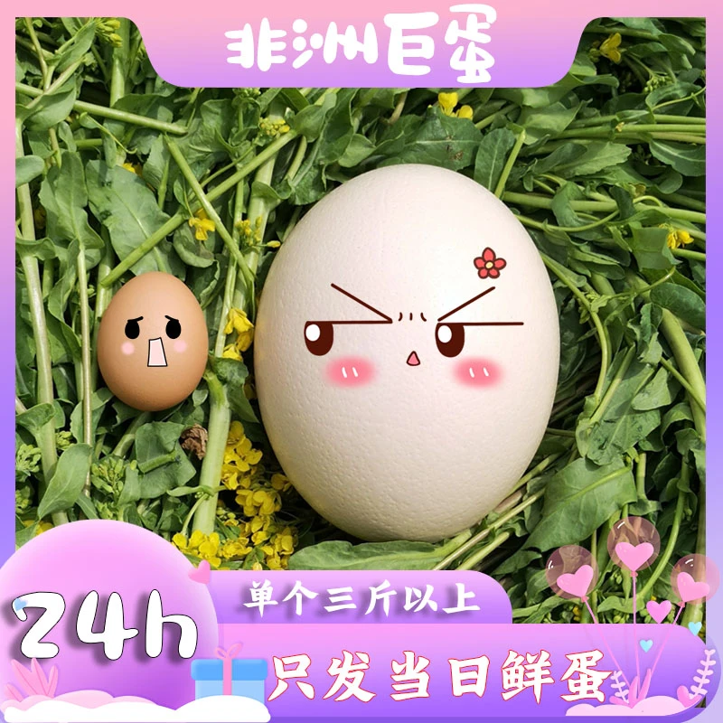 鸵鸟蛋新鲜鸵鸟蛋鲜驼鸡蛋大号驼鸟蛋鸸鹋蛋特大号送礼