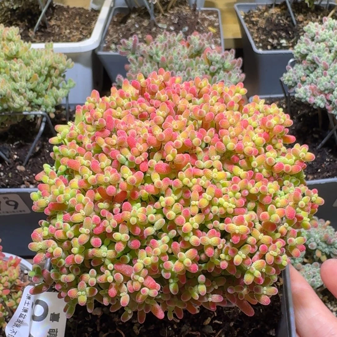 蜜橘糖球枝干番杏948