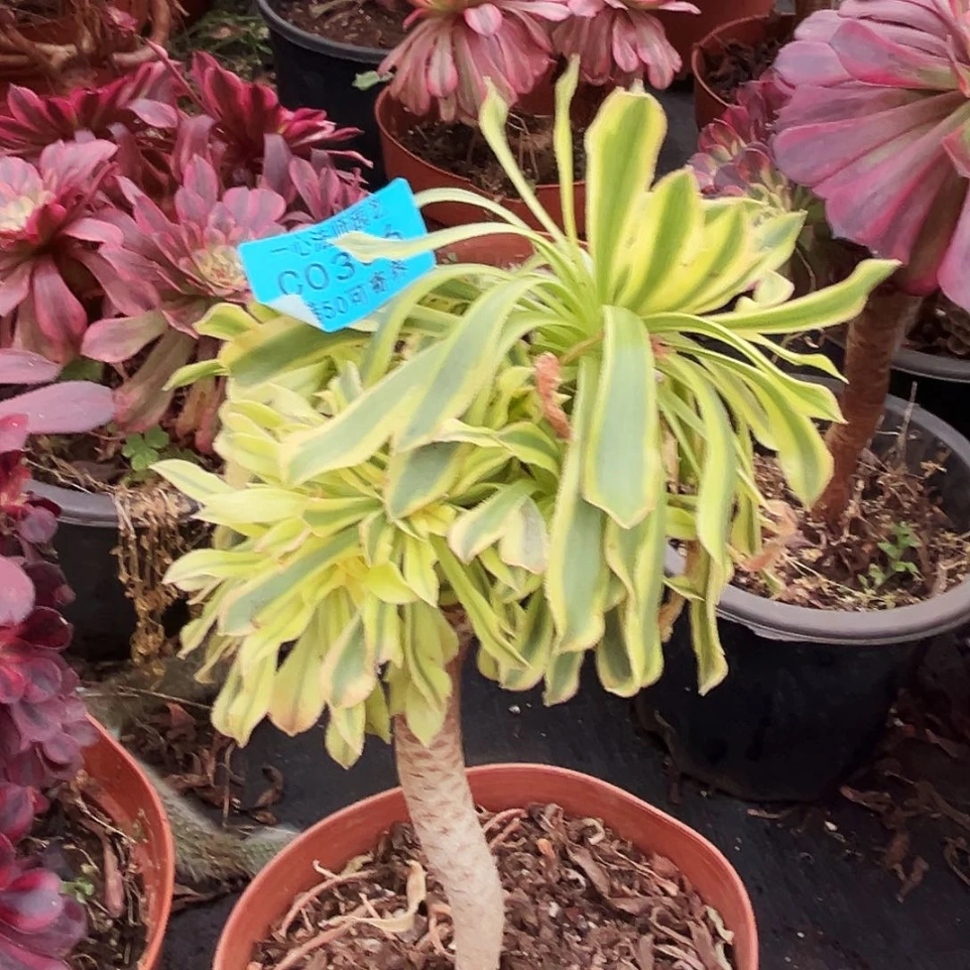 多肉植物306夕颜法师