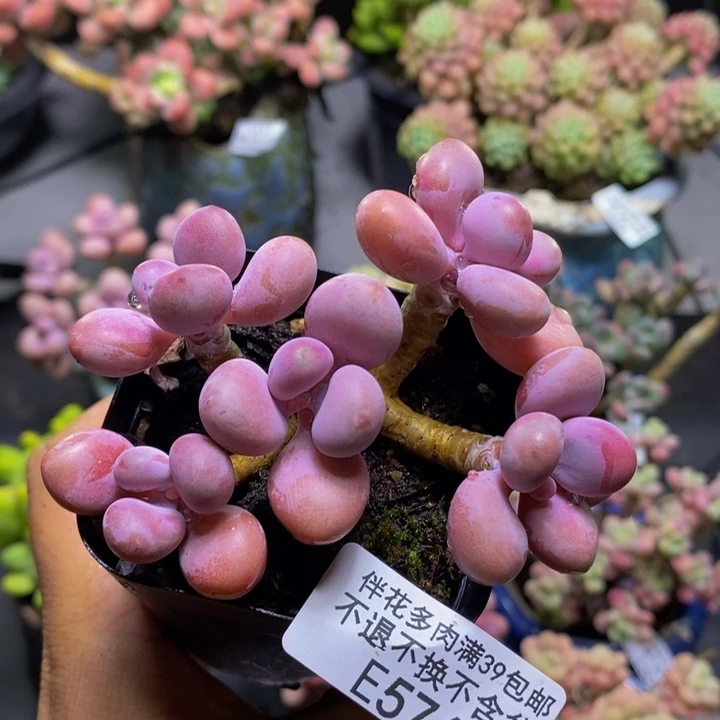 腰子桃蛋574/7cm多肉