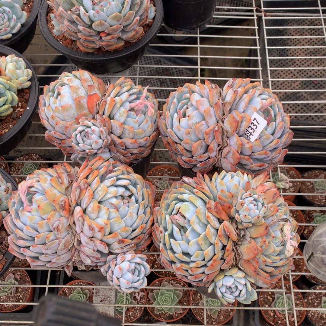 337四个一起看视频赚了不少