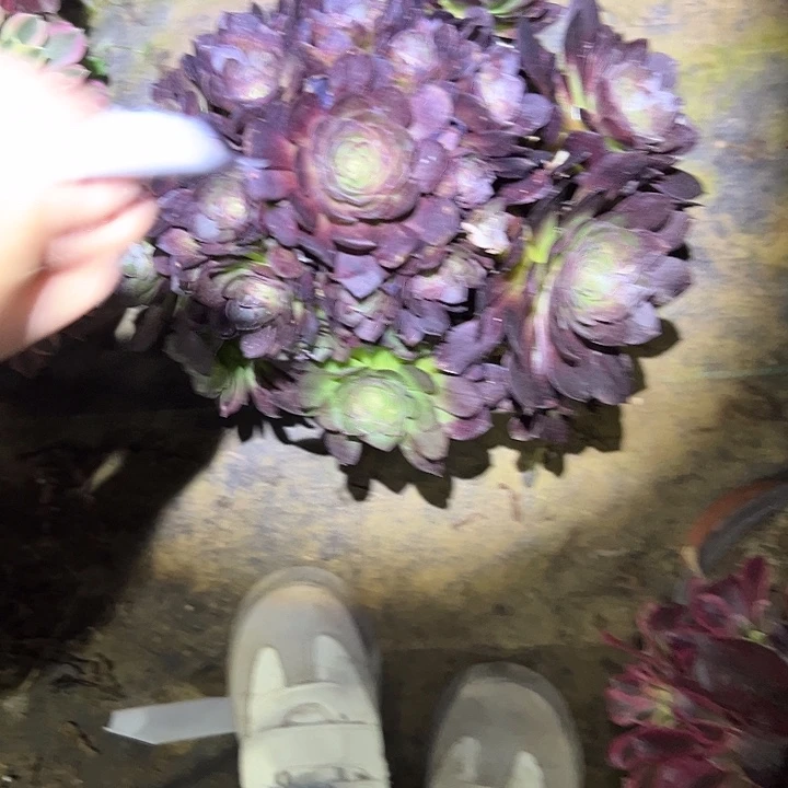 忆多肉法师植物链接62