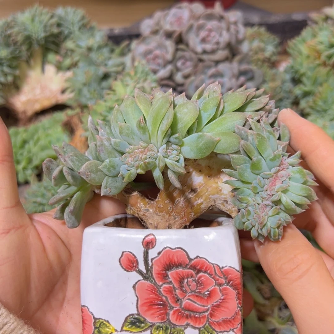 新年快乐 新年快乐 新年快乐