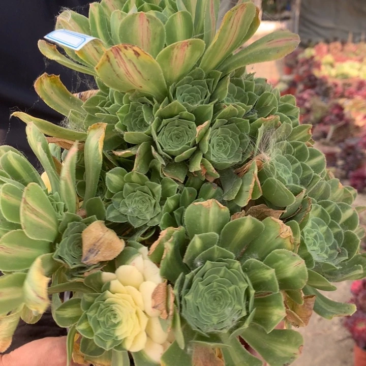 135翡翠琉璃多肉植物
