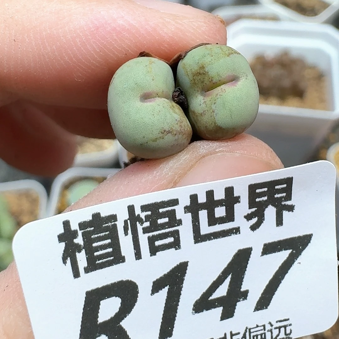 drzwdrs多肉植物的人生