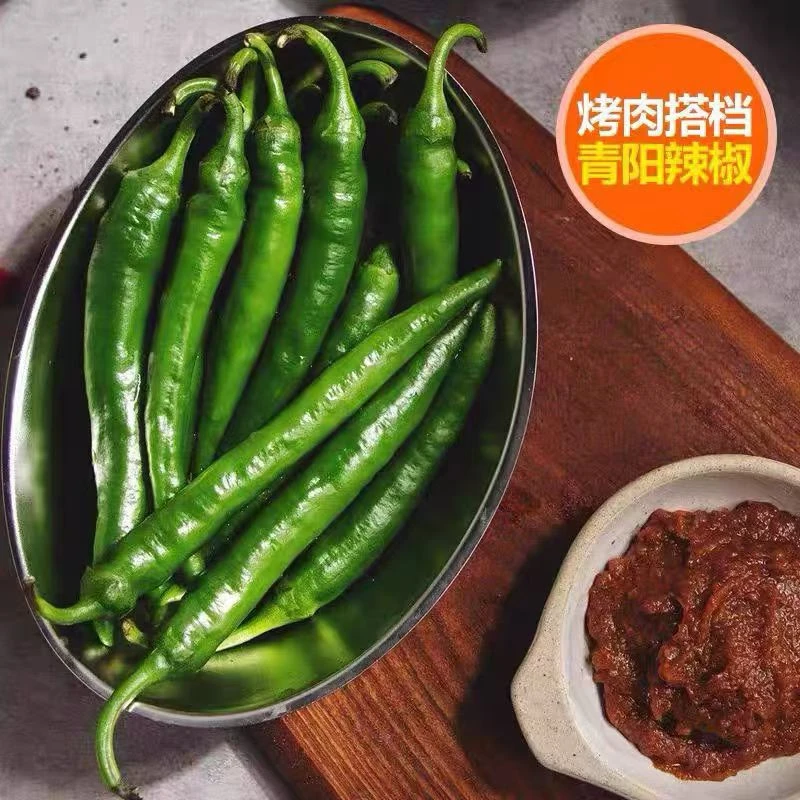 新鲜薄皮青阳辣椒自种中辣辣椒农家自种现摘现发薄皮杭椒当季辣椒