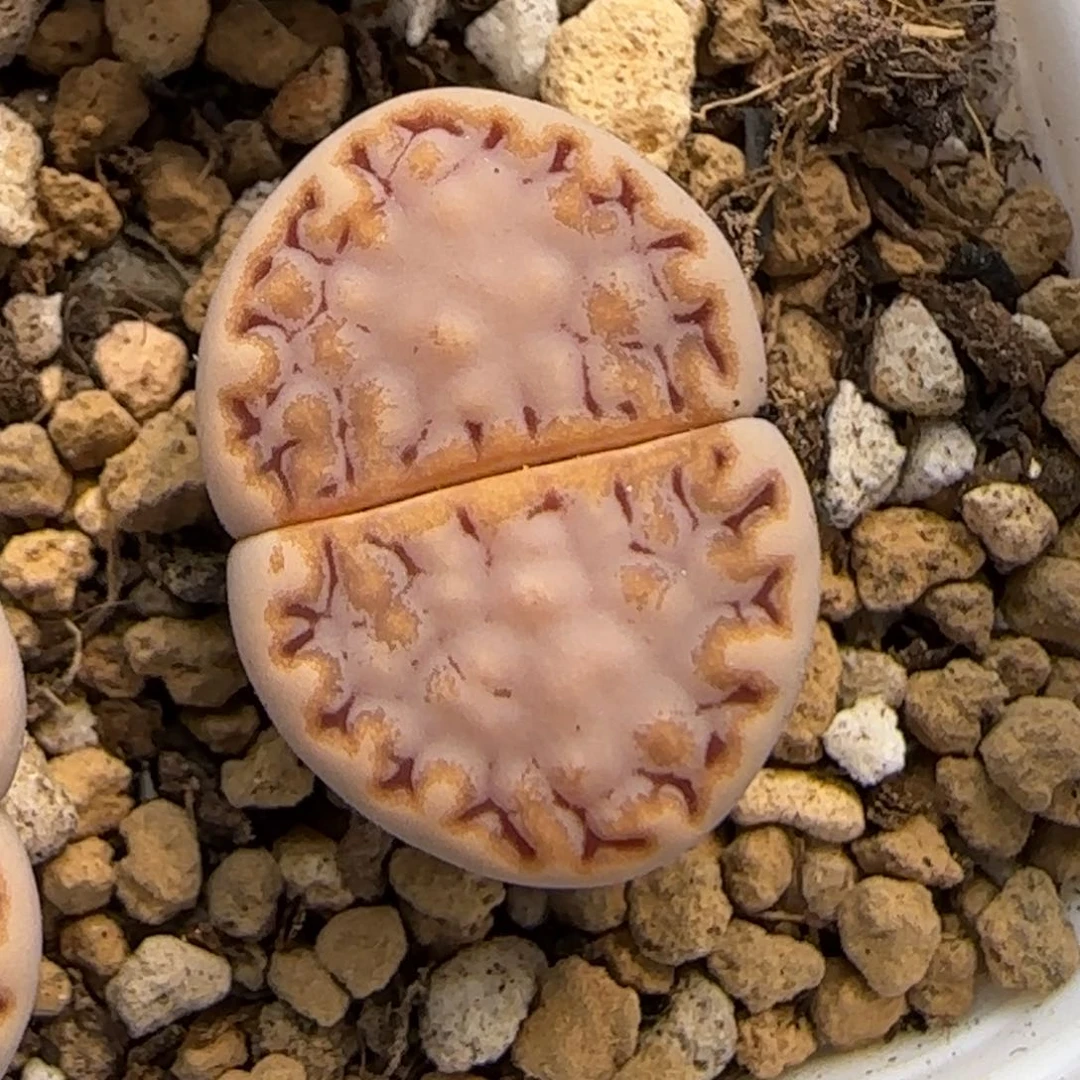 6.18。 217。 9080。。