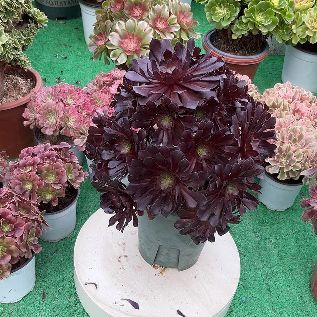 黑铜壶法师漂亮漂亮