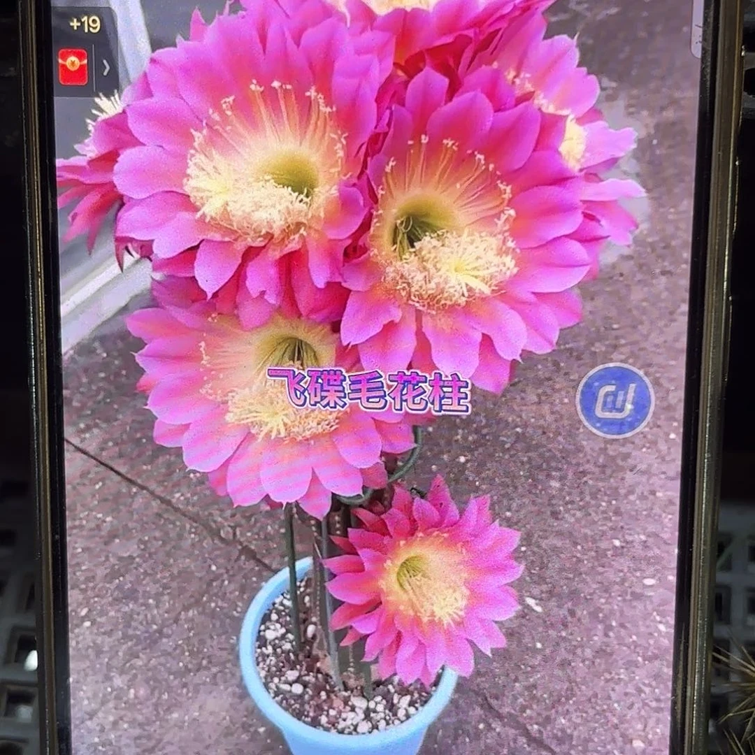 毛飞碟无根侧牙20包邮13
