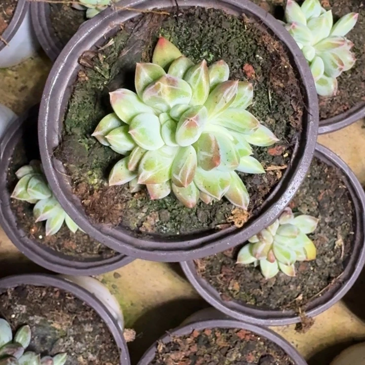 青禾美人 叶插  一物一拍