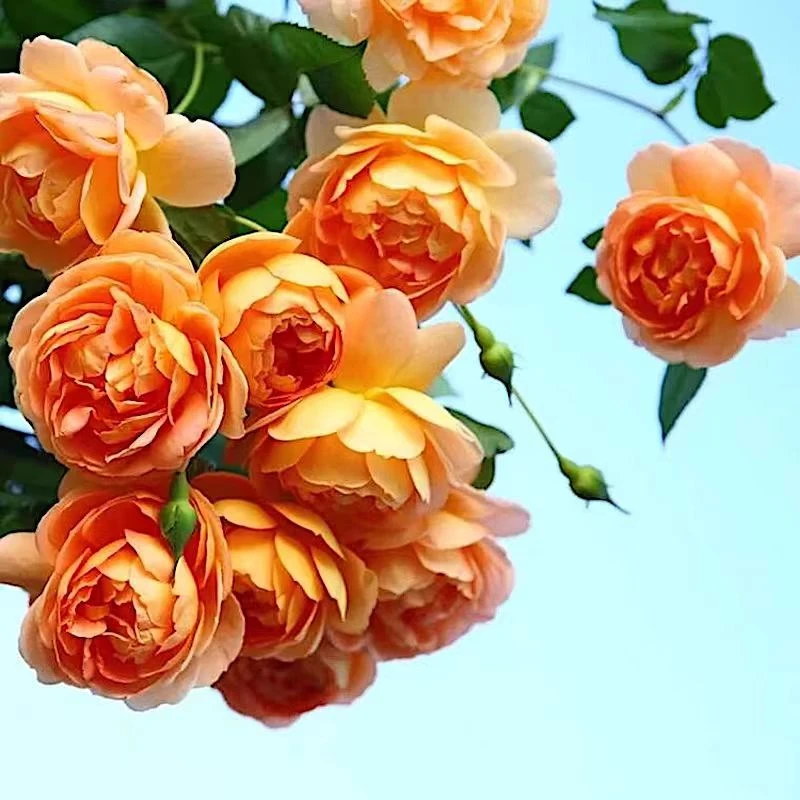 帕特 奥斯汀阳台盆栽馥郁香气月季花苗庭院地栽切花耐寒耐旱勤花