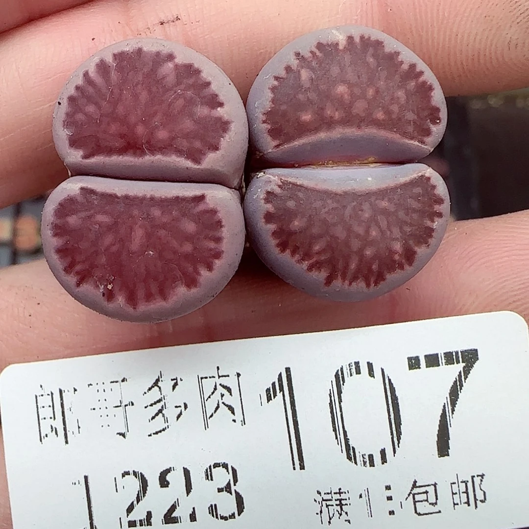 满满28包邮1223-107