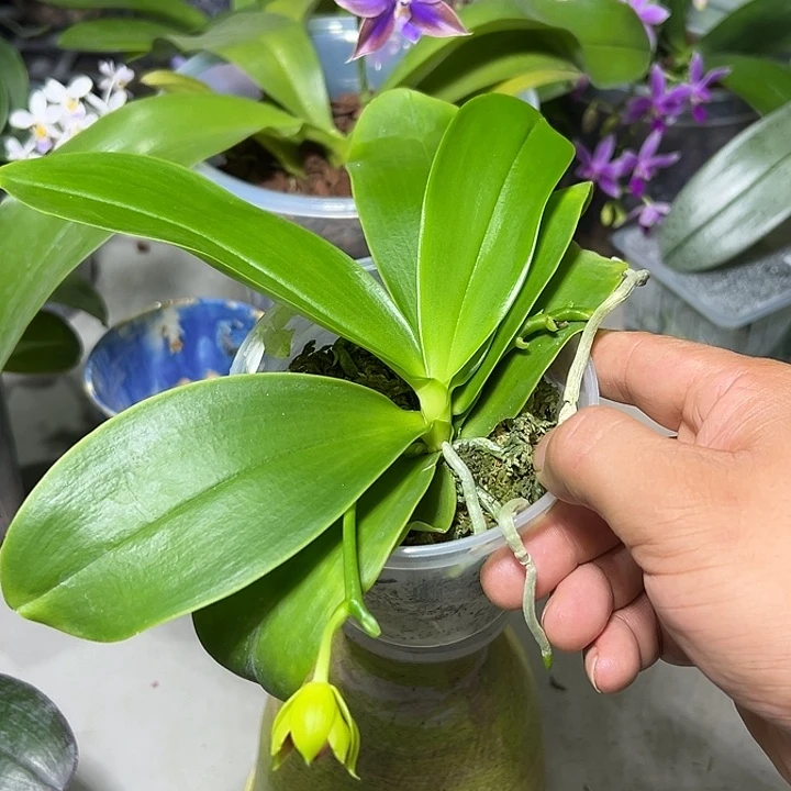 无花朵盲盒蝴蝶兰