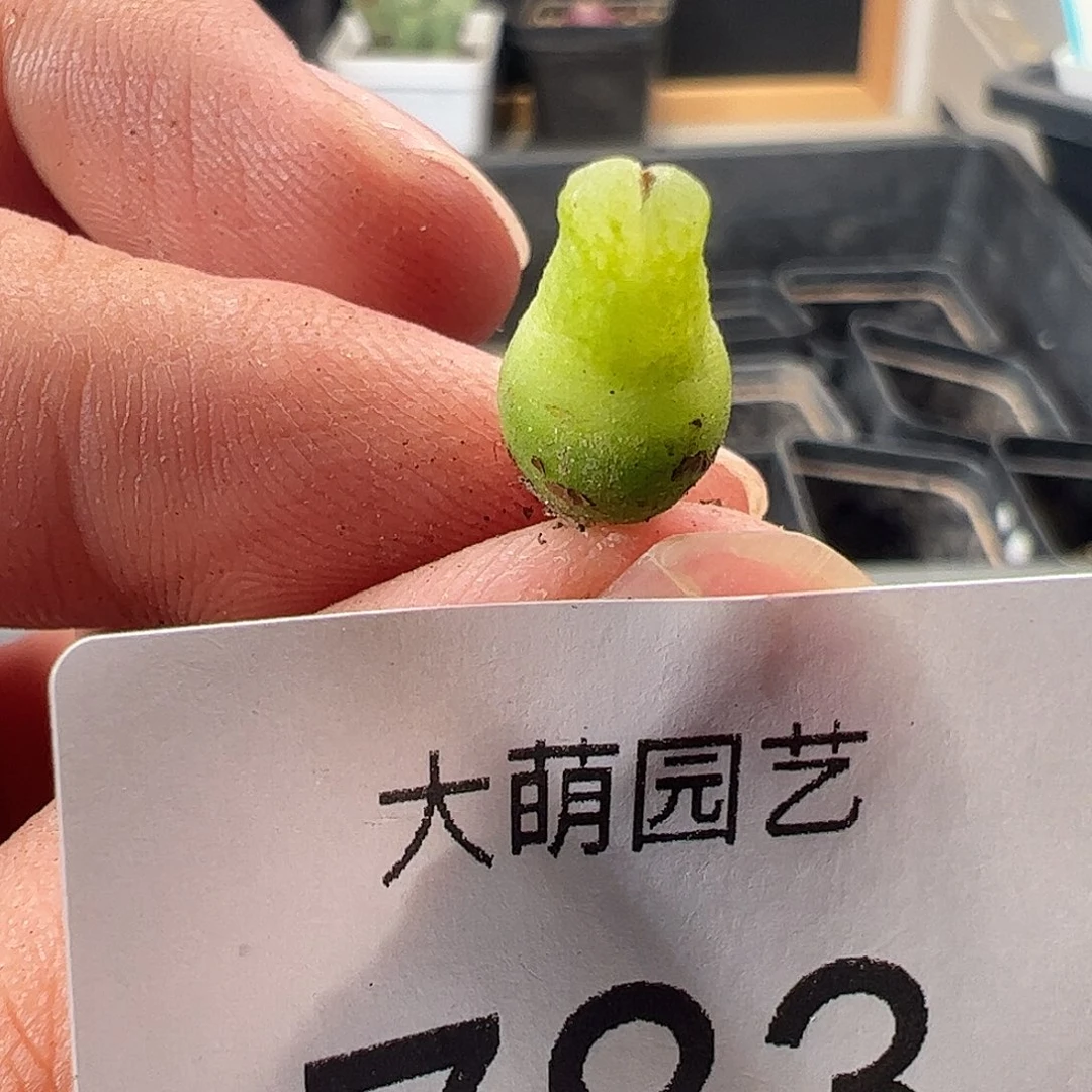 一物一拍。           783