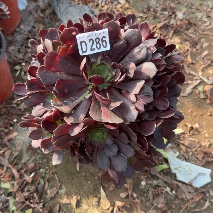 赤焰莲……多肉植物……