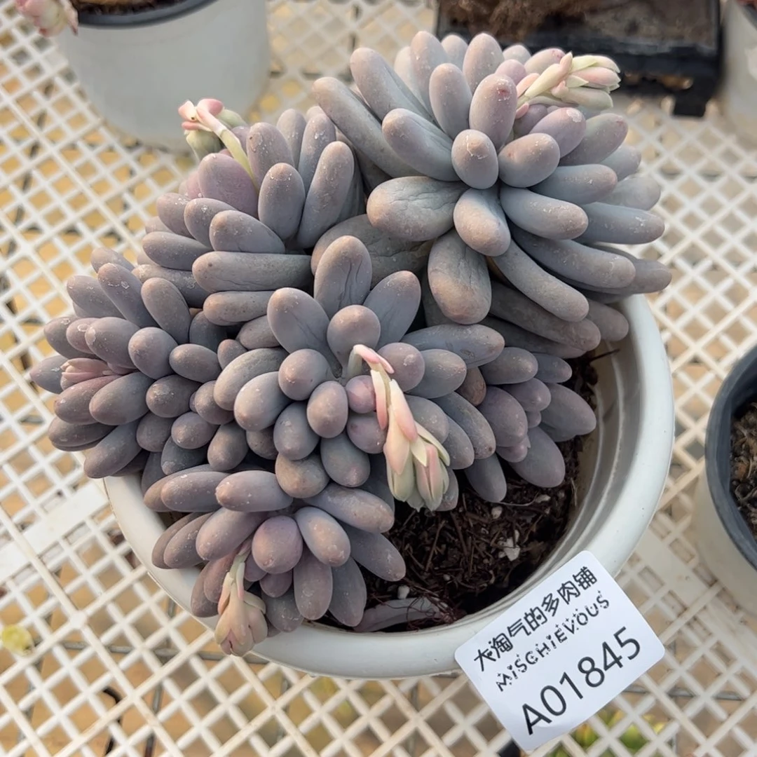 汤圆一物一拍1845