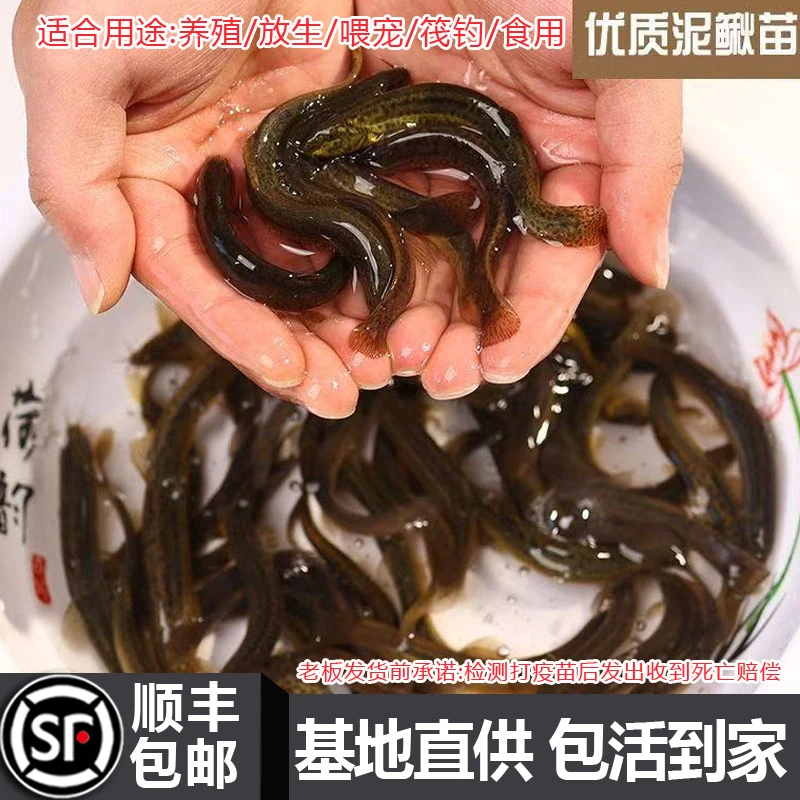鲜活泥鳅苗喂养宠物钓鱼龙鱼活饵乌龟饲料泥鳅养殖淡水观赏鱼垂钓