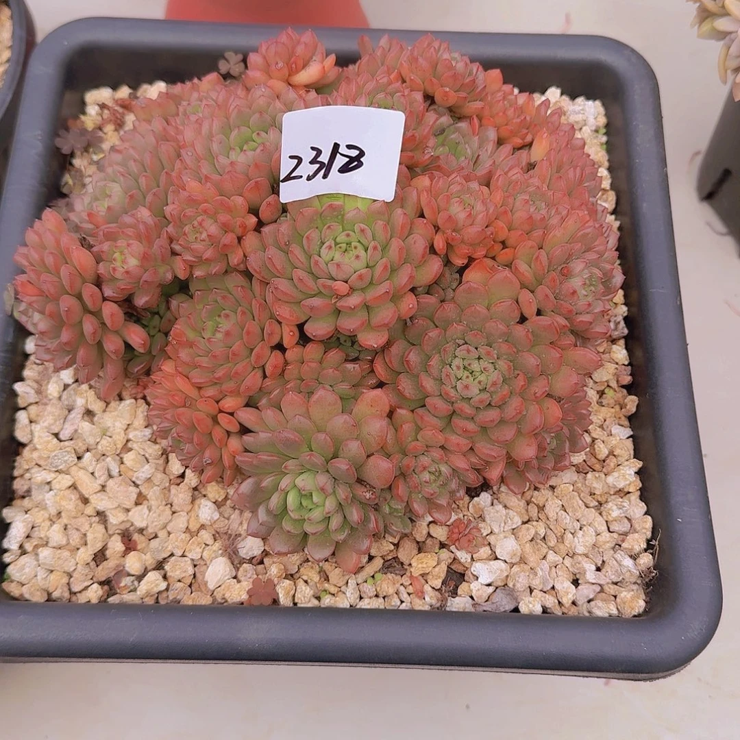 茧***2318红宝石多肉植物