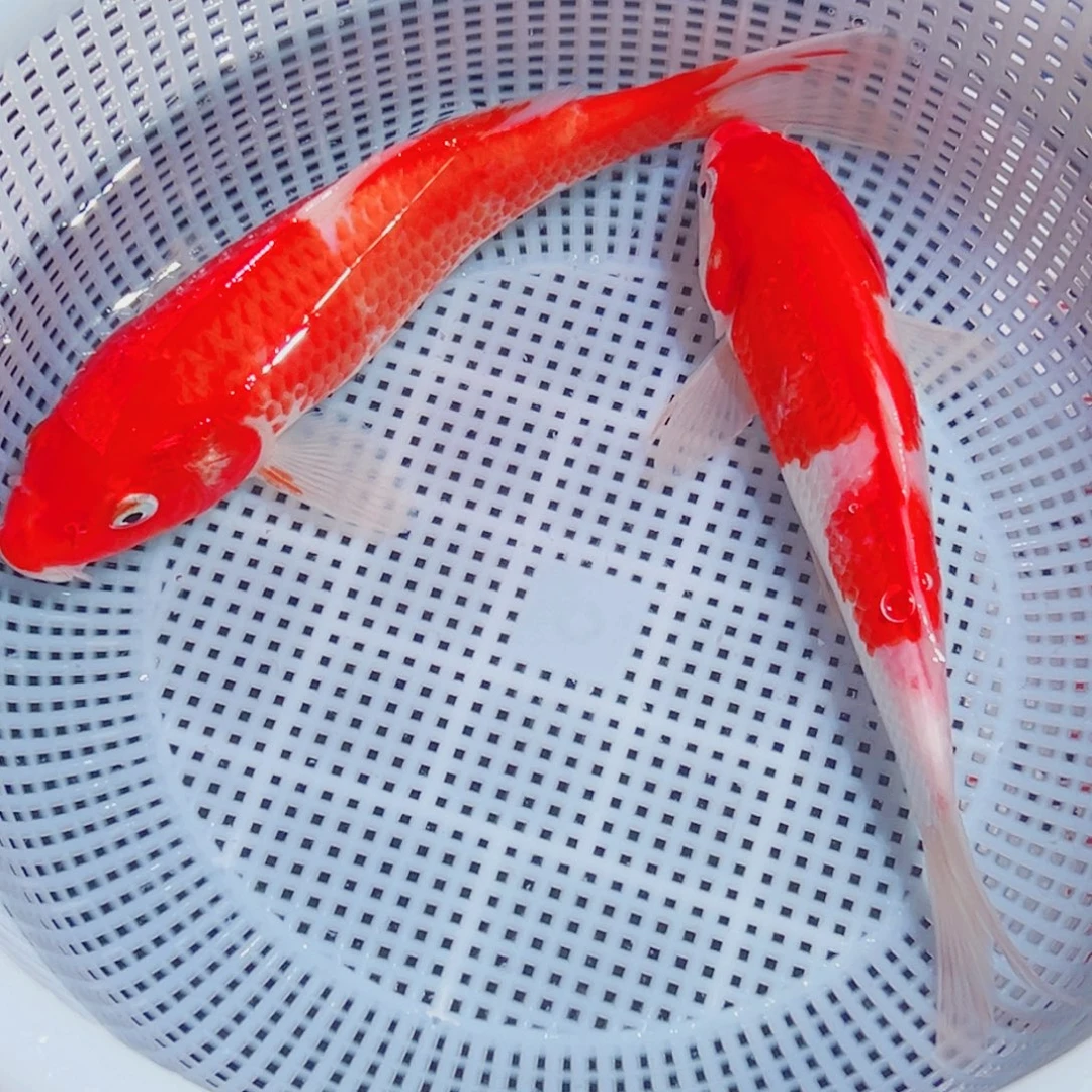 锦鲤锦鲤观赏鱼1111