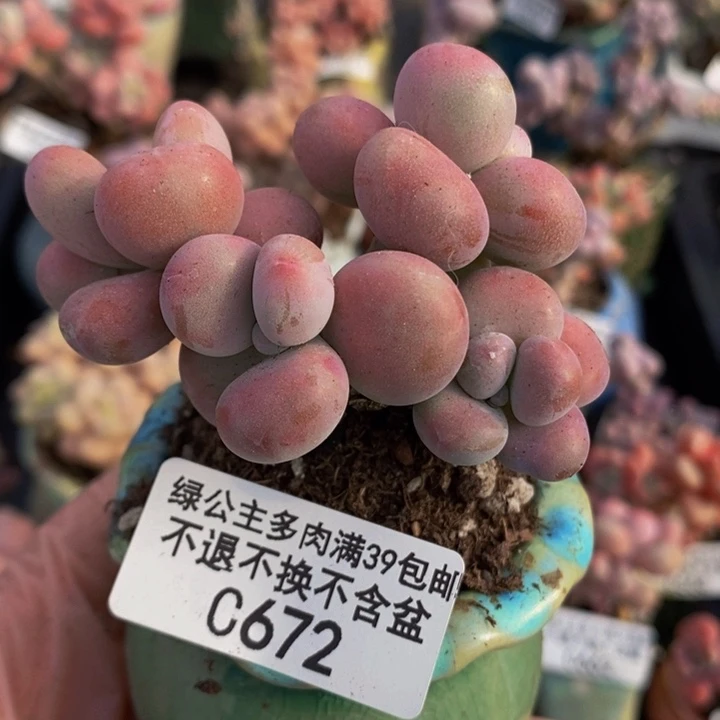 腰子桃蛋6cm672多肉植物