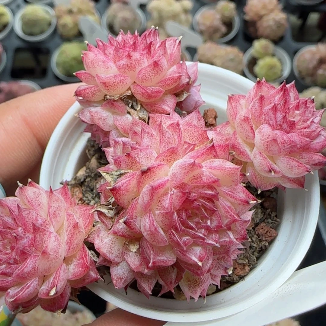 花语逸境0222-659散