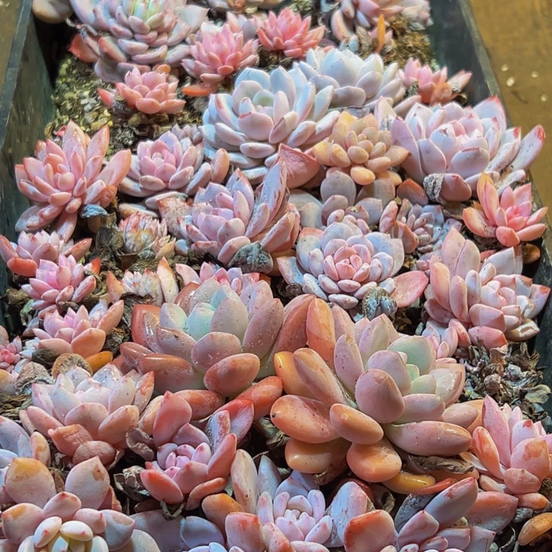 538多肉葡萄的味道是真的很