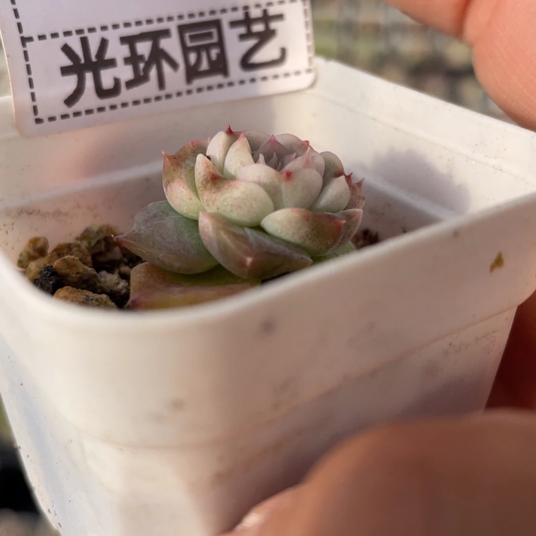 107号三号白吉可育