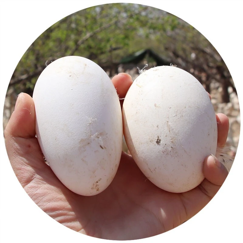 东北农村散养笨鹅蛋（顺丰包邮）口感细腻营养丰富好吃不贵