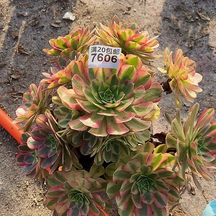 7606 一颗雨何法师