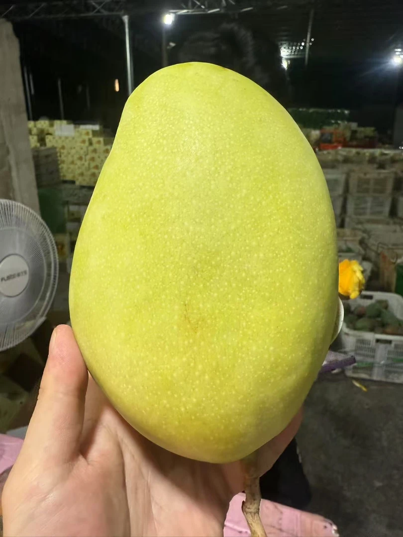 【放软吃更甜糯】正宗黄金龙芒果芒青皮黄皮大芒果新鲜现摘