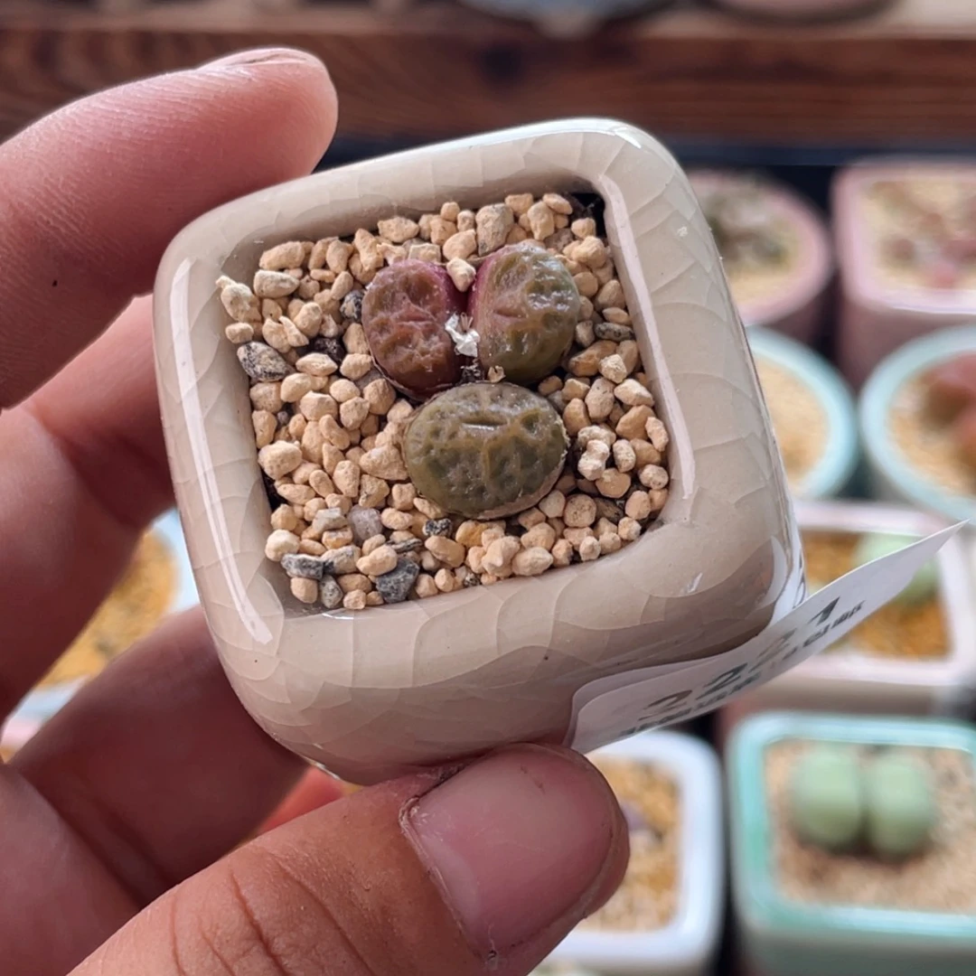 无花朵2221--一物一拍 带盆儿