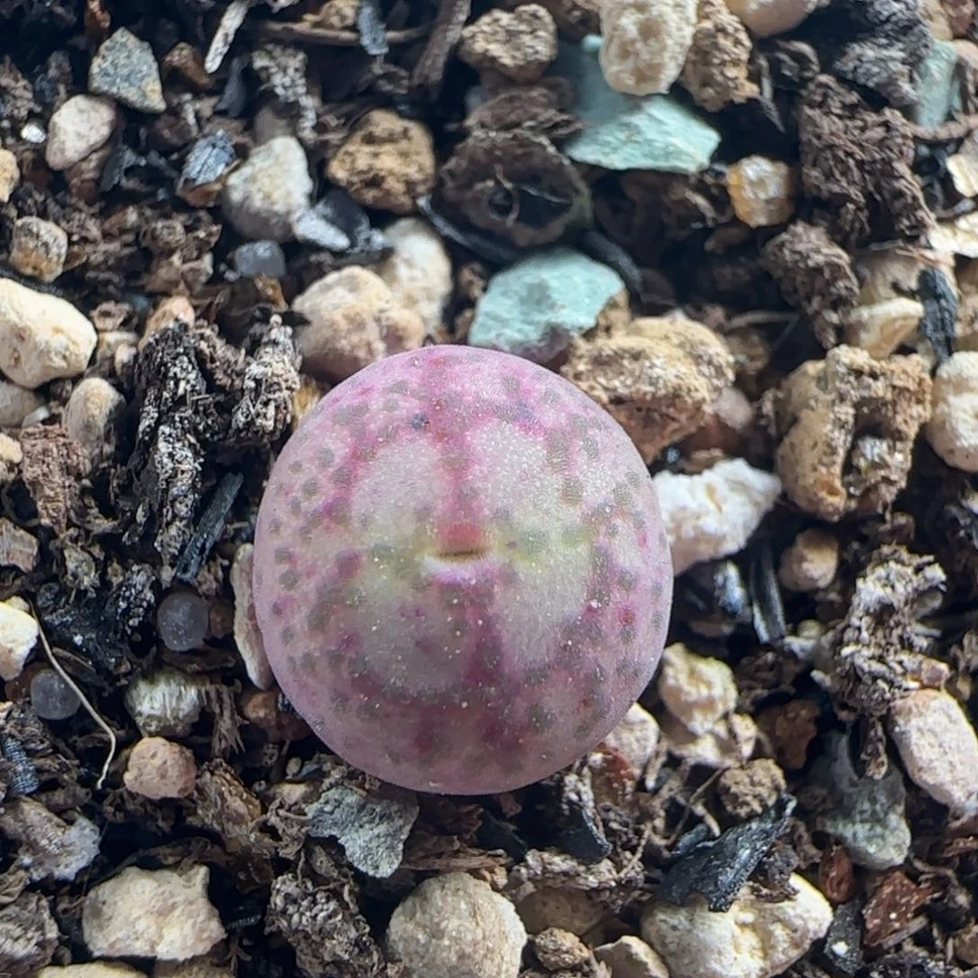 1289/白花紫猴杂/