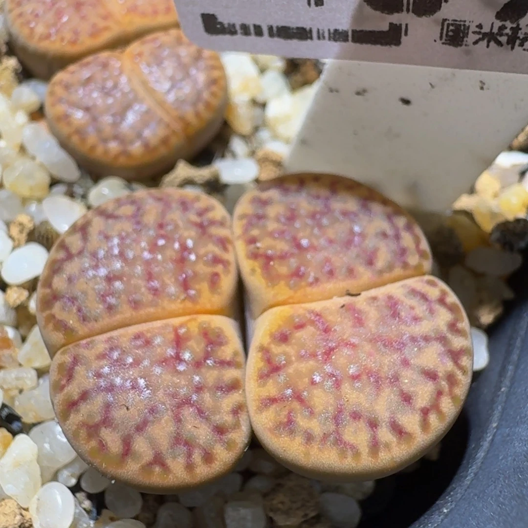 绝绝绝子生石花489