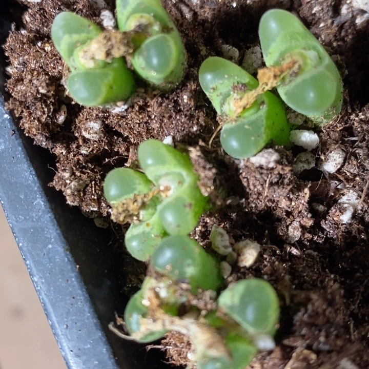 双头奶瓶风铃一颗