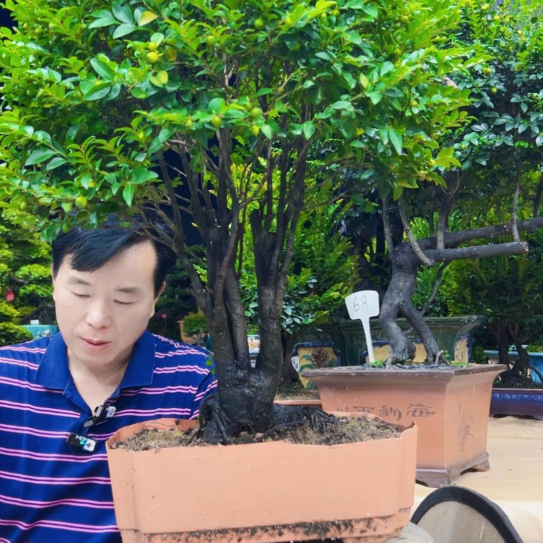无花朵安****业秀明园艺秀明园艺