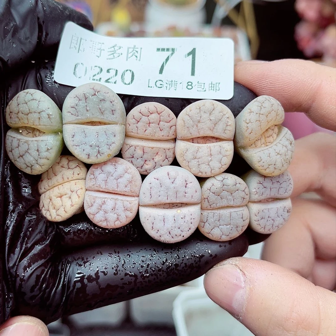 郎哥多肉生石花20-71