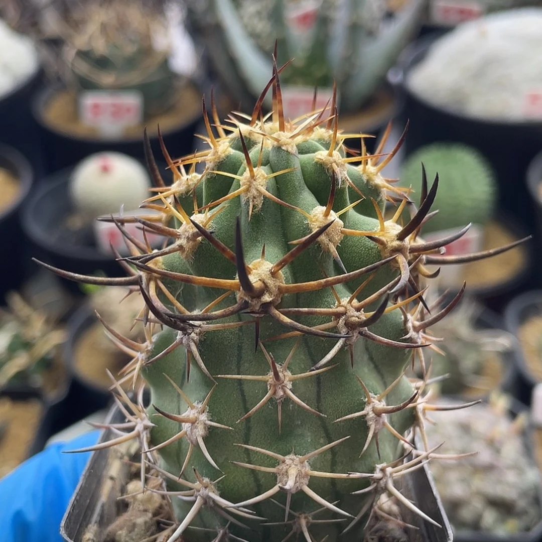 实生智利黑曜丸仙人球