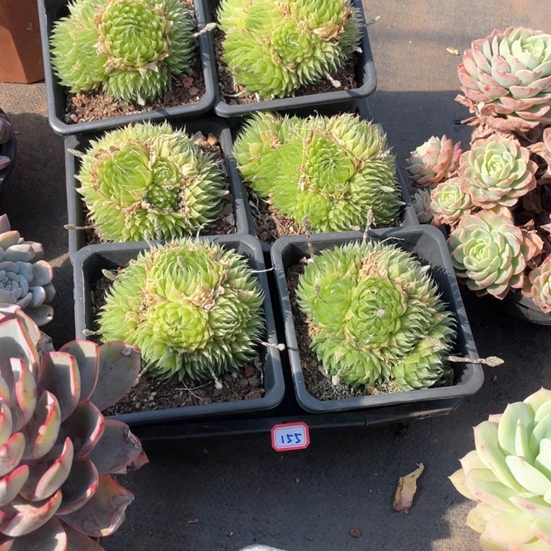 155规格玉露9.9米 两颗 量拍多肉