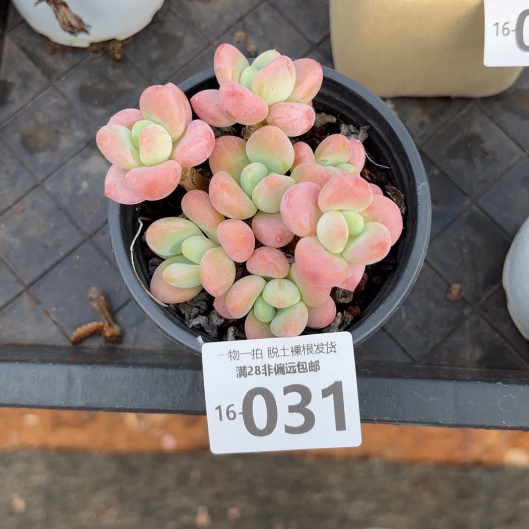 桔橘子洛神老桩多肉多肉