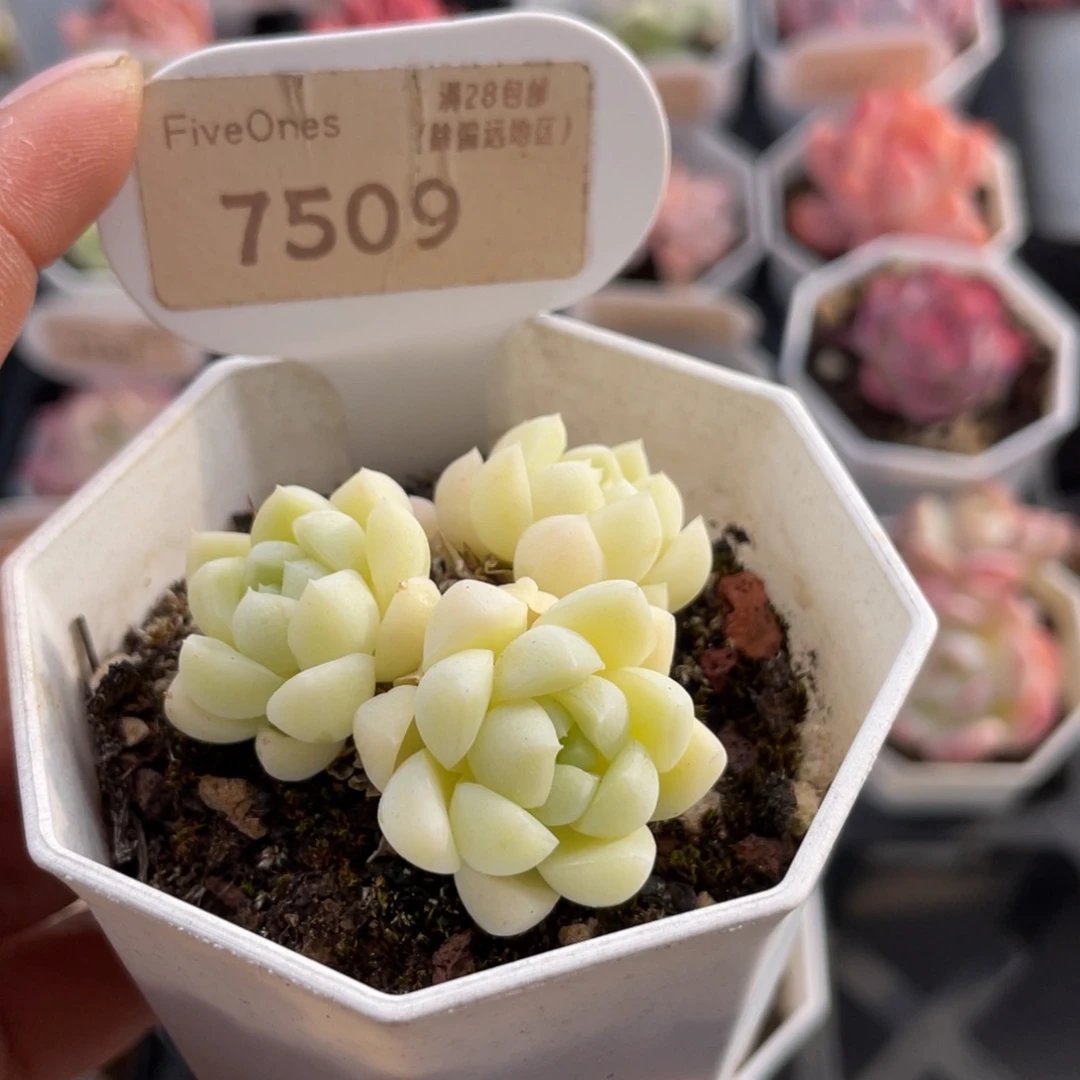 白月光7509-4.0厘米