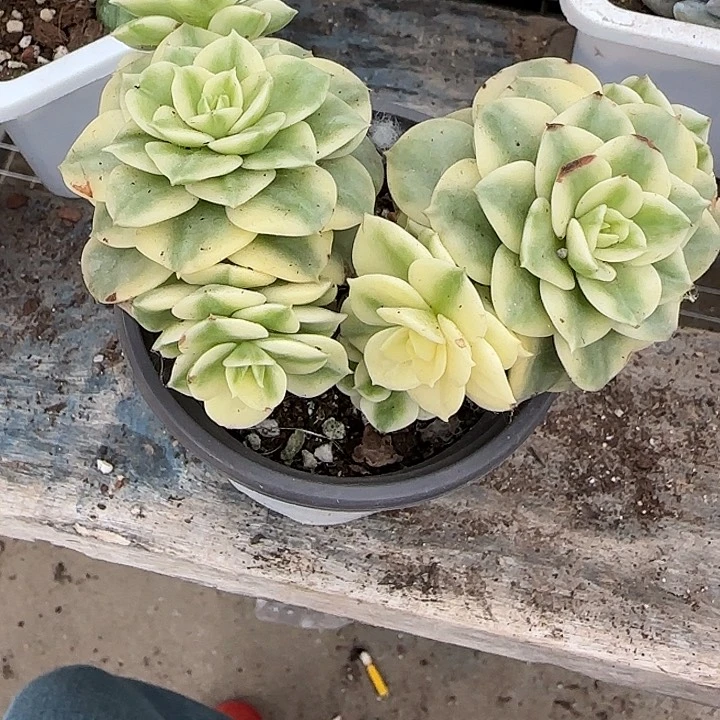 青蛙王子儿童牙膏111