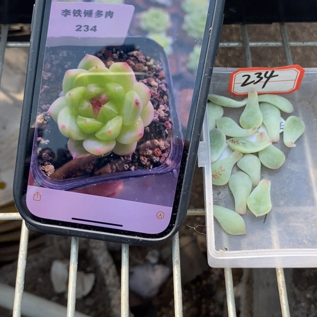 纯叶片甜心234叶片一个