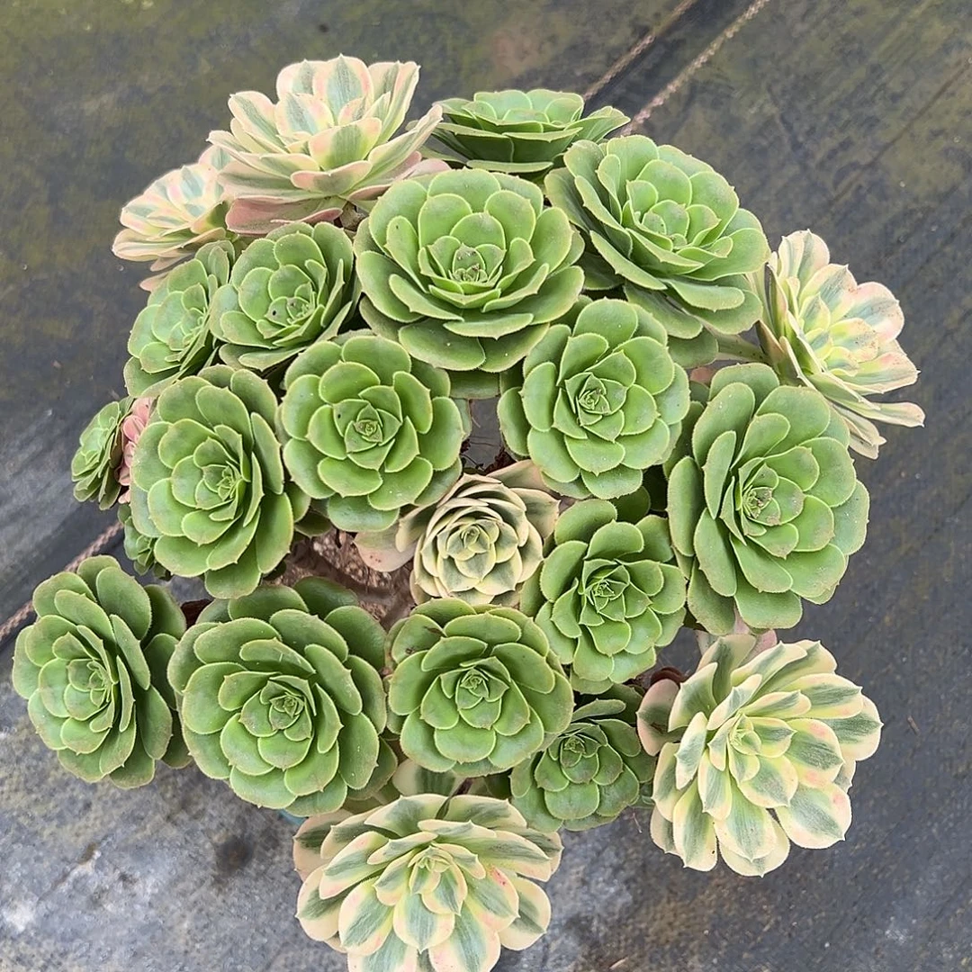 绿羊绒嫁接法师多肉植物
