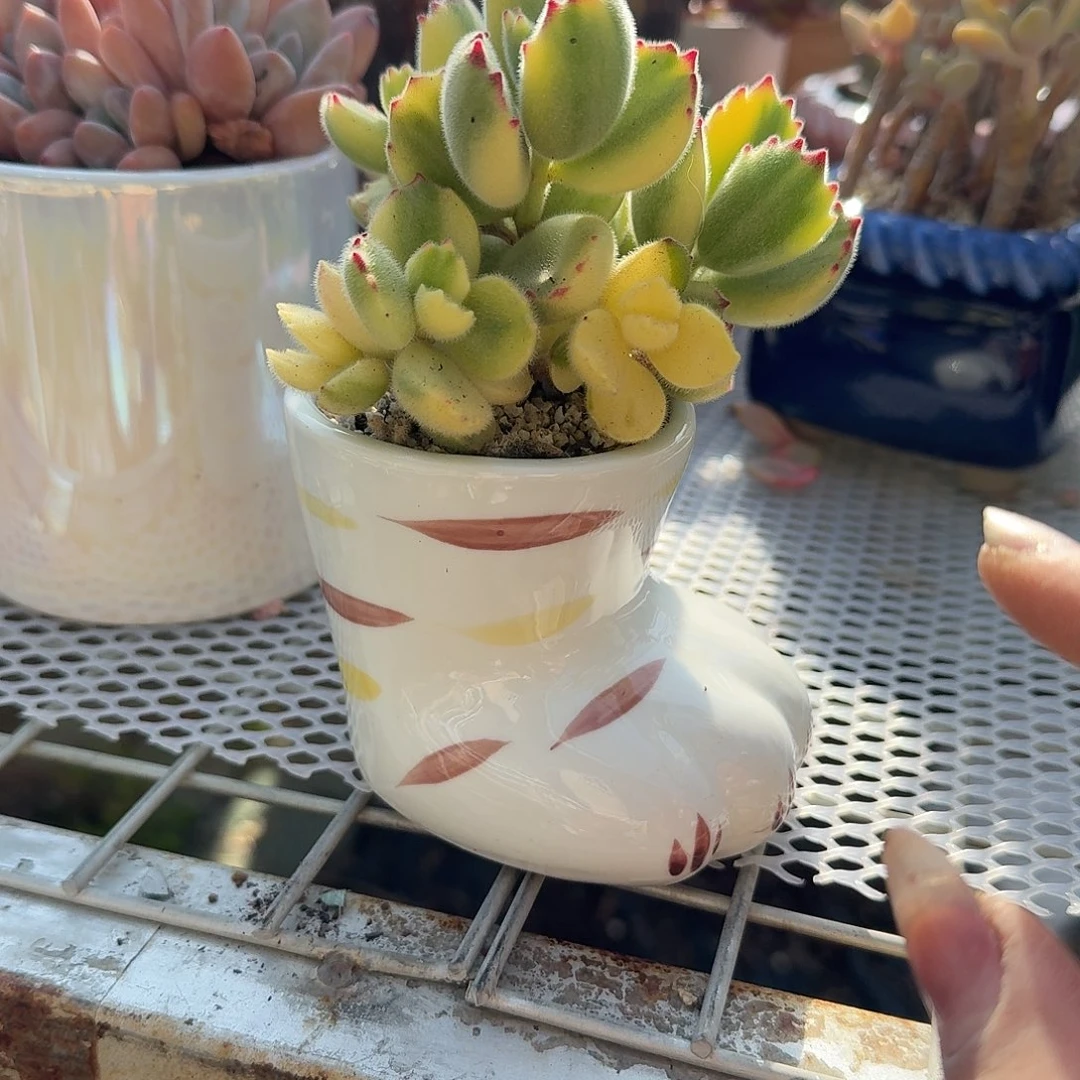 猫爪盆熊童子多肉植物